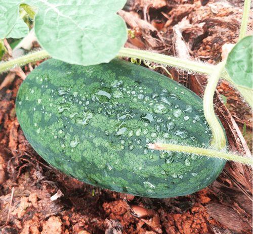 吃瓜莆田网红,吃瓜群众眼中的网络红人现象