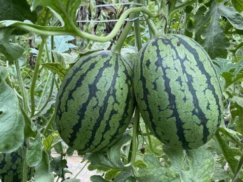 实时吃瓜网,揭秘娱乐圈最新热点，带你畅游八卦海洋