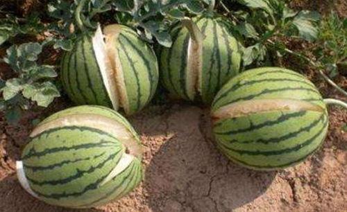 宜春网红吃瓜事件真相,揭秘背后真相与网络舆论的反思