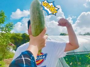 吃瓜网红是真的