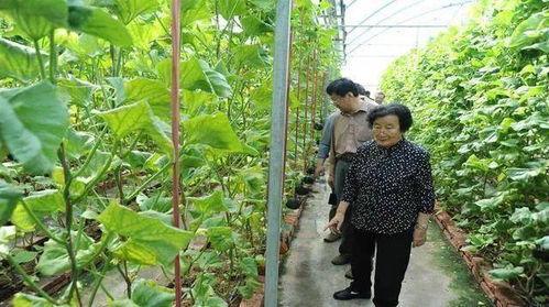 景区吃瓜网红事件是真的吗,真相揭秘还是网络炒作？