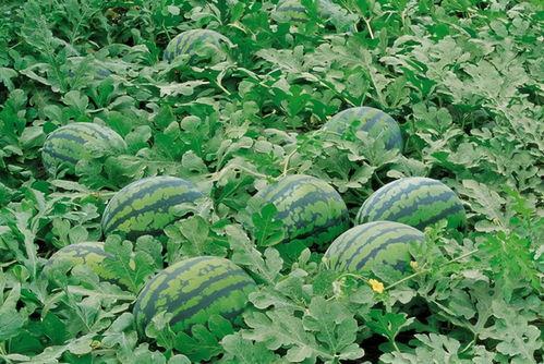 漳州网红吃瓜群微信群号,微信群号背后的火热话题与社交圈”