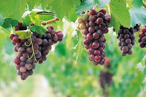 网红吃瓜葡萄图片真实,真实画面引网友热议