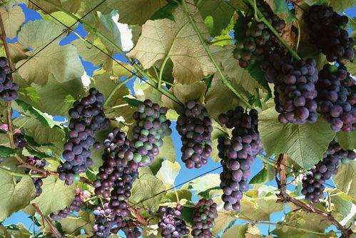 网红吃瓜葡萄图片真实,真实画面引网友热议