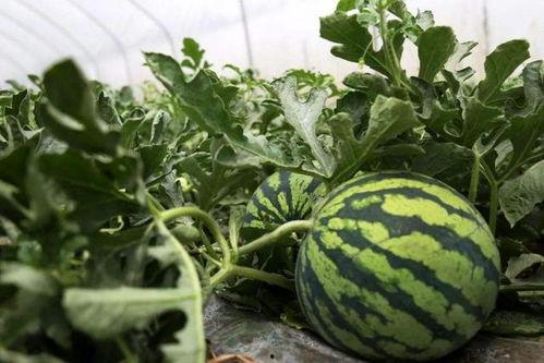 吃瓜网戴路,揭秘吃瓜网幕后故事，带你走进娱乐圈的真相世界