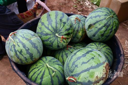 吃瓜网1区在线看,在线观看精彩纷呈