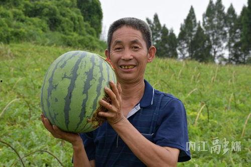 吃瓜网1区在线看,在线观看精彩纷呈