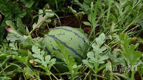 吃瓜网1区在线看,在线观看精彩纷呈