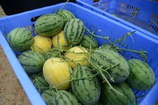 微信网红吃瓜群,幕后故事与热门话题大揭秘