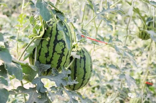 成县吃瓜网红,揭秘当地美食文化