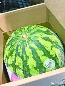 怎么上吃瓜网,轻松上吃瓜，畅享娱乐资讯新体验