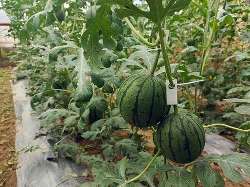 怎么上吃瓜网,轻松上吃瓜，畅享娱乐资讯新体验