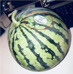 永川网红吃瓜,揭秘幕后故事与热门话题