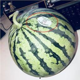 吃瓜福州网红,揭秘网络红人的魅力与争议