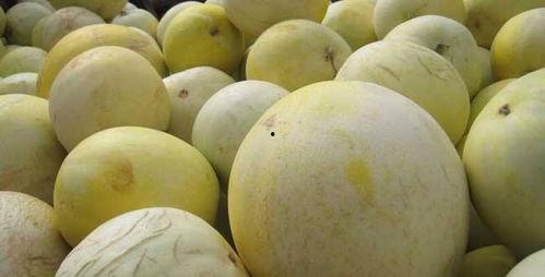 网红吃白兰瓜是真的吗视频,真相揭秘，是炒作还是美味诱惑？