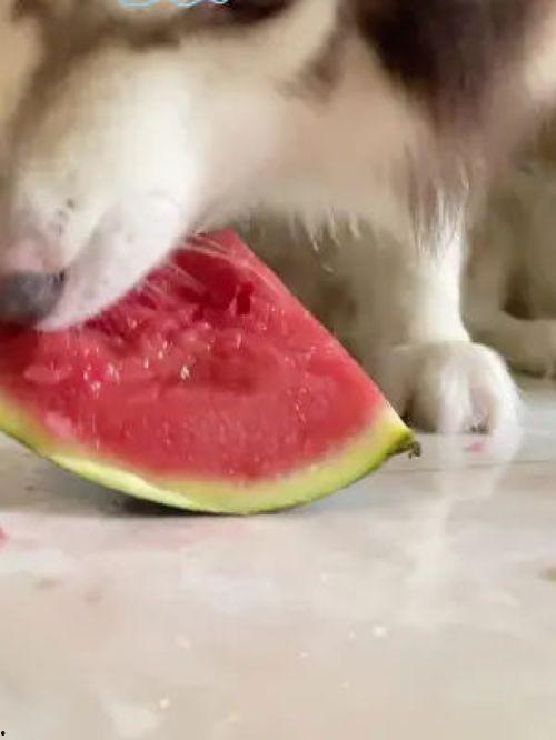 网红吃瓜狗子图片大全大图,萌图大全大图来袭！