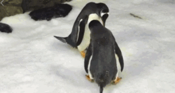 企鹅吃瓜网,揭秘娱乐圈幕后故事，带你领略明星真实生活