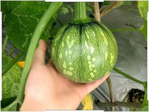 51吃瓜fun吃瓜网江苏师范大学,51吃瓜fun吃瓜网带你揭秘校园风云