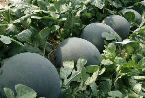 黑网料吃瓜网官网,揭秘网络黑幕，守护网络安全