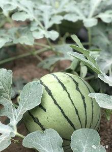 吃瓜吃到网红身上,网红们的“吃瓜”日常  第3张