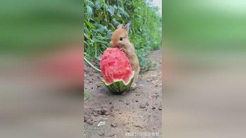 网红吃瓜小兔子是谁  第3张