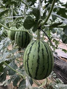 可以吃瓜的网红,揭秘网红们的美食盛宴  第3张