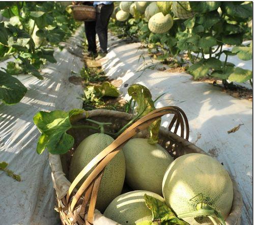 网红吃瓜 中国,揭秘网络热点背后的故事  第2张