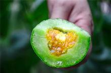 网红吃瓜 中国,揭秘网络热点背后的故事  第3张