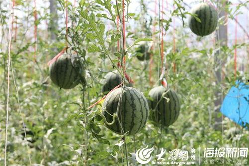 临沂吃瓜网红事件视频最新,揭秘网络舆论的风暴与真相