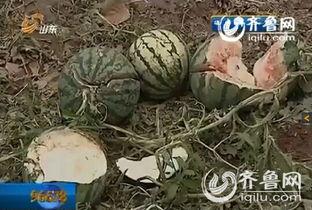 临沂吃瓜网红事件视频最新,揭秘网络舆论的风暴与真相  第2张