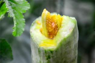 北海网红吃瓜,揭秘网络红人的幕后故事  第2张