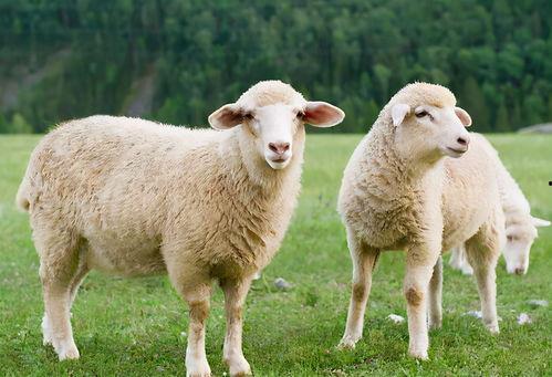 吃瓜网51爆料三只羊,吃瓜网51爆料大揭秘  第1张