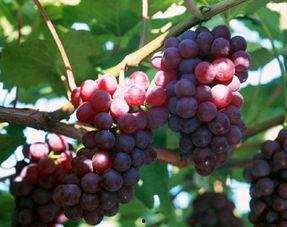 网红吃瓜葡萄图片,揭秘瓜界新宠儿的魅力瞬间