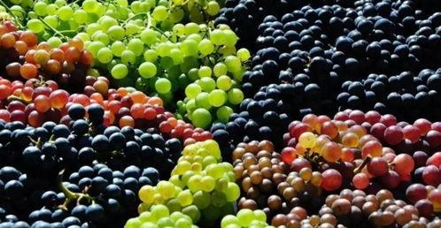 网红吃瓜葡萄图片,揭秘瓜界新宠儿的魅力瞬间  第3张