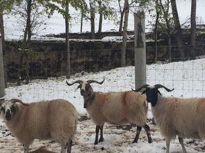 吃瓜网每日大赛羊小羊  第2张