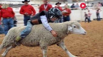 吃瓜网每日大赛羊小羊  第3张