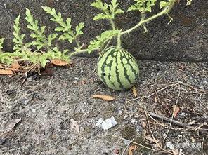 网红黑历史吃瓜网,吃瓜网带你一探究竟  第3张