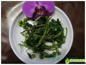 舌尖上的菊花吃瓜网,揭秘菊花美食的独特魅力  第2张