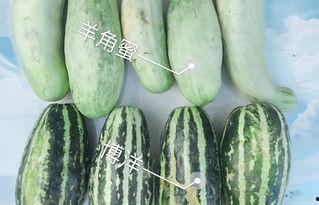 网红瓜妈吃瓜