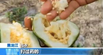 平邑网红吃瓜事件真相,真相背后的网络狂欢与反思