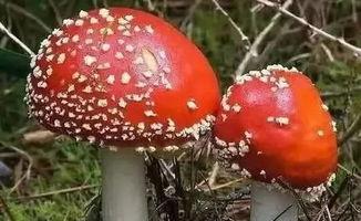 吃瓜网曝揭秘黑料蘑菇,黑料蘑菇背后的真相大起底 第3张 吃瓜网曝揭秘黑料蘑菇,黑料蘑菇背后的真相大起底 第3张